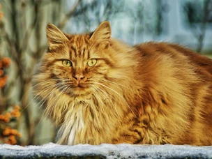 Gato dos Bosques da Noruega