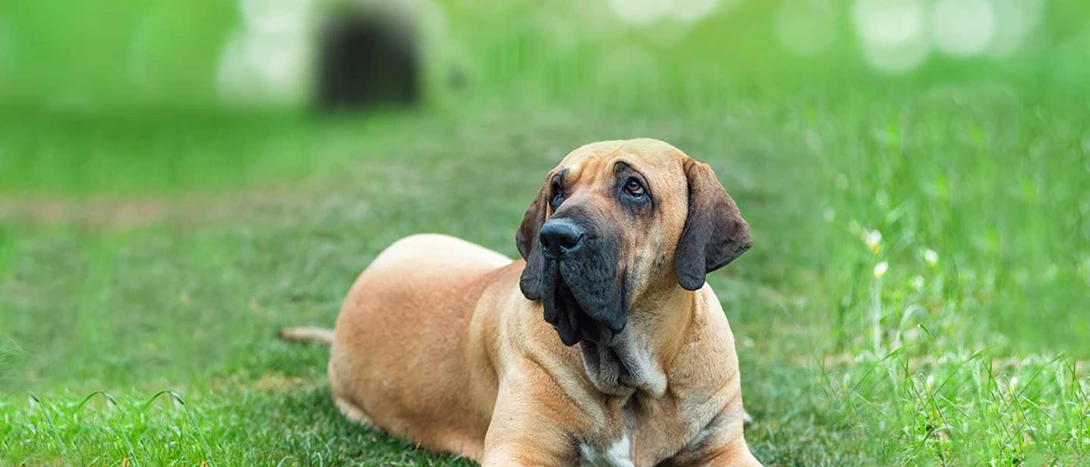 Cão de Fila Brasileiro