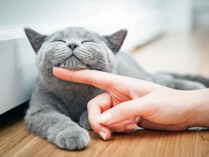 imagem de uma pessoa a fazer festas a um gato