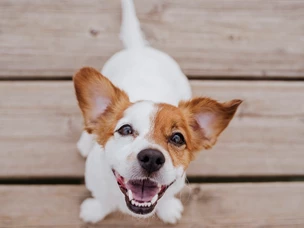Hotel para cães