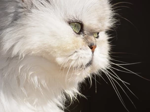 gato persa