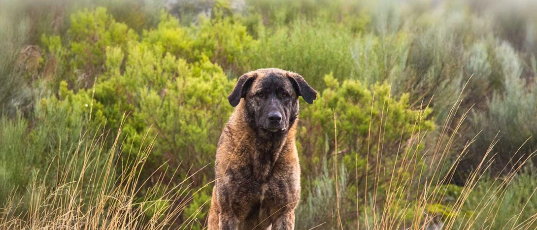 Cão da Serra da Estrela