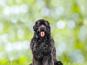 Cão Terra Nova
