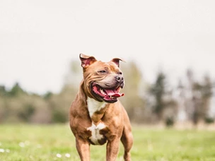 Staffordshire Bull Terrier