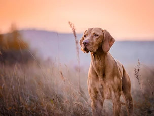 cães de caça