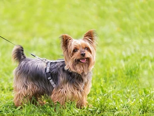 Yorkshire Terrier