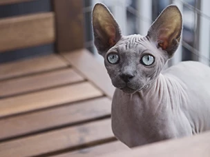 Gato Sphynx