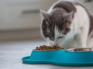 Melhor Ração Para Gato