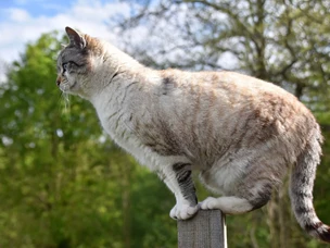 gato tem 7 vidas