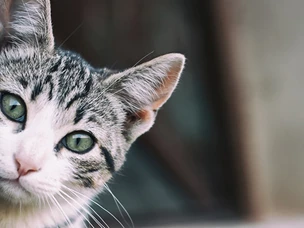 Areia para Gatos: Tipos, Benefícios e Dicas