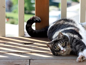 gato american shorthair