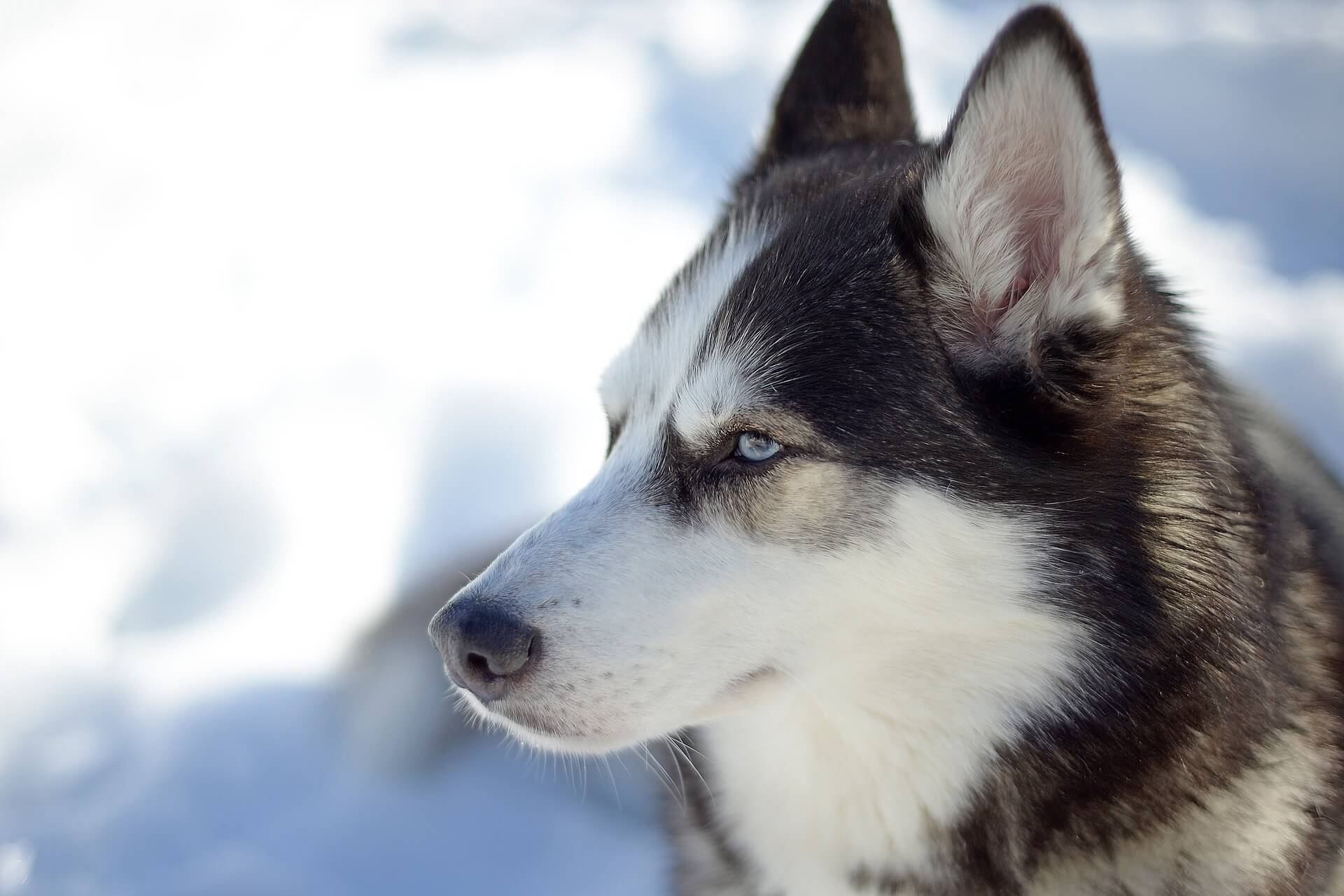 Husky Siberiano: origem e pelo