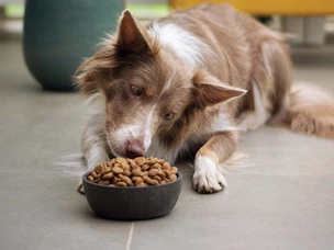 Fases de vida dos animais: alimentação