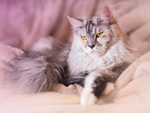 gato maine coon