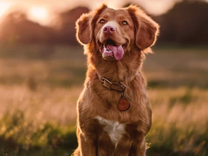 Locais Pet Friendly: restaurantes e alojamento