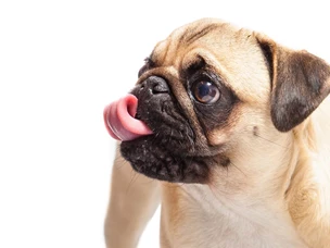 Pug