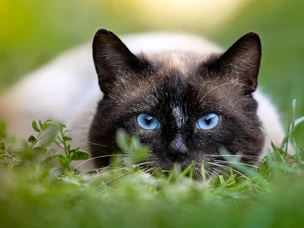 Gato Siamês