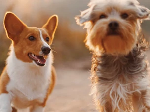 Cão de pequeno porte