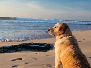 Férias com animais