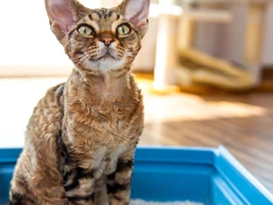 Qual a melhor areia para gatos