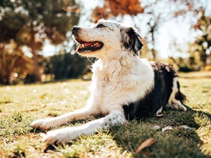 raças de cães grandes