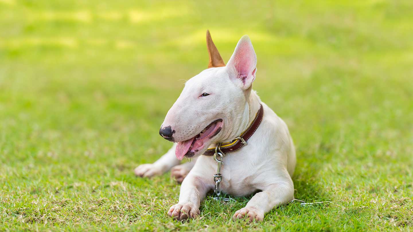 Bull terrier