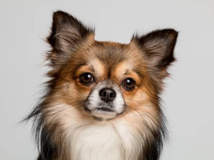 Chihuahua: cão mais pequeno do mundo